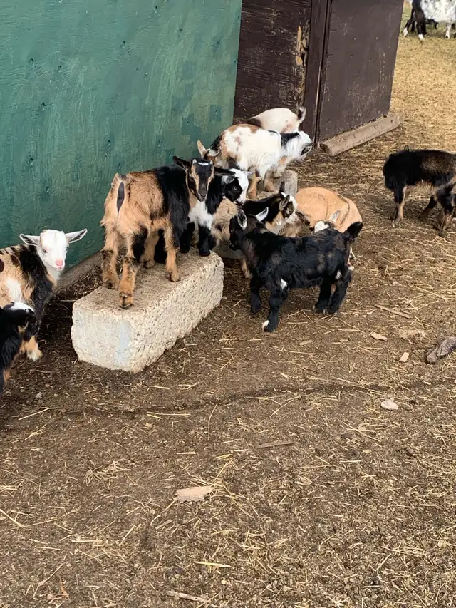 Nigerian dwarf goats - Photo 6