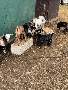 Nigerian dwarf goats - Photo 6