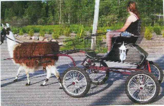 Useable Light Weight Doctor's Speed Buggy - Photo 3