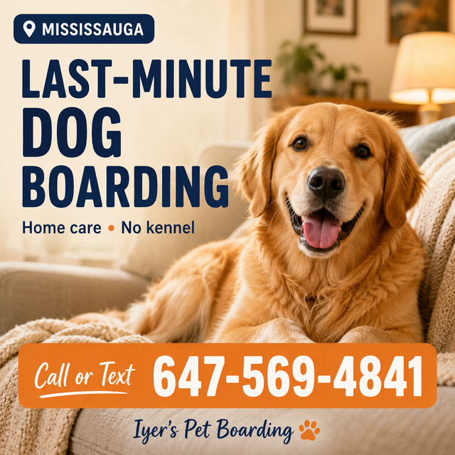 Last-Minute Dog Boarding in Mississauga