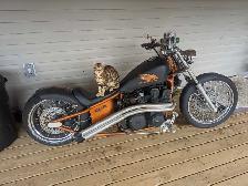 Male Bengal - Photo 2