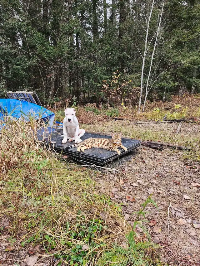 Male Bengal - Photo 4