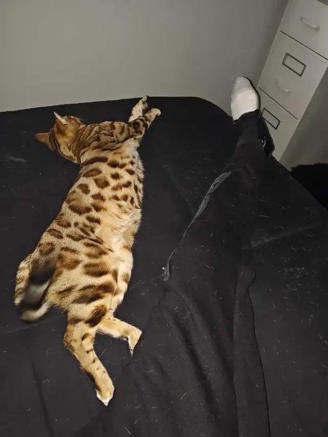 Male Bengal - Photo 5