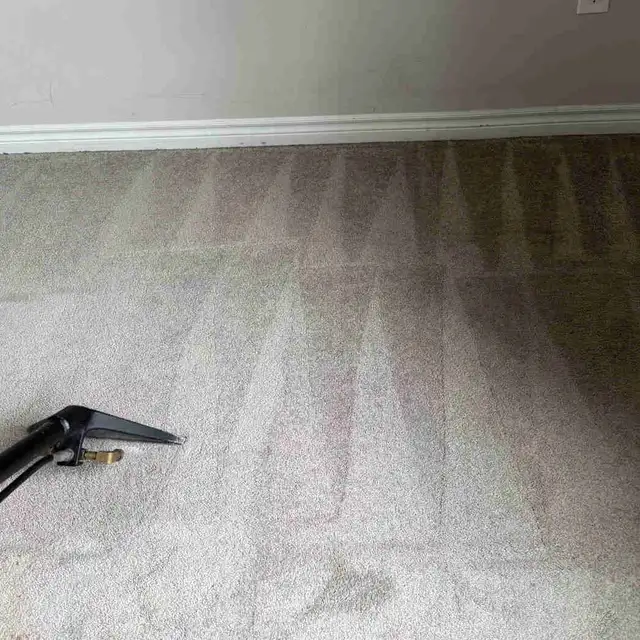 Professional carpet cleaning