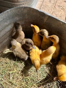 Indian runner ducklings