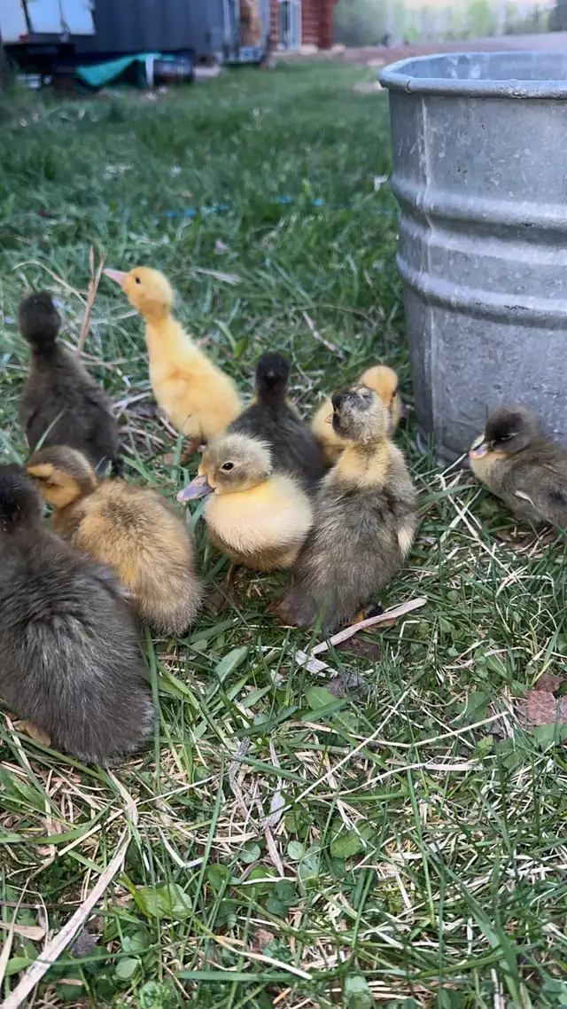 Indian runner ducklings - Photo 2