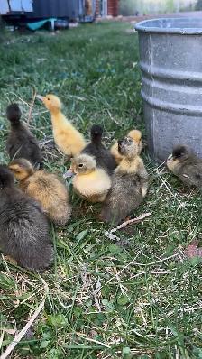 Indian runner ducklings - Photo 2