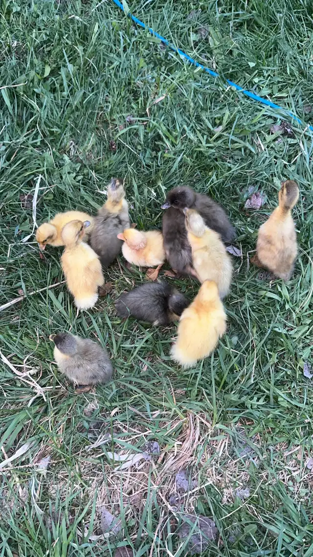 Indian runner ducklings - Photo 3