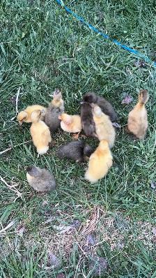 Indian runner ducklings - Photo 3