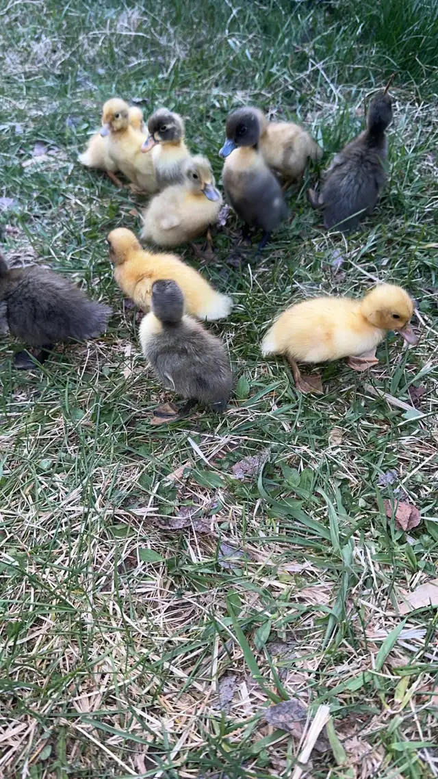 Indian runner ducklings - Photo 4
