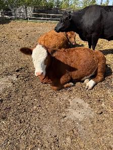 Open Yearling  Heifer