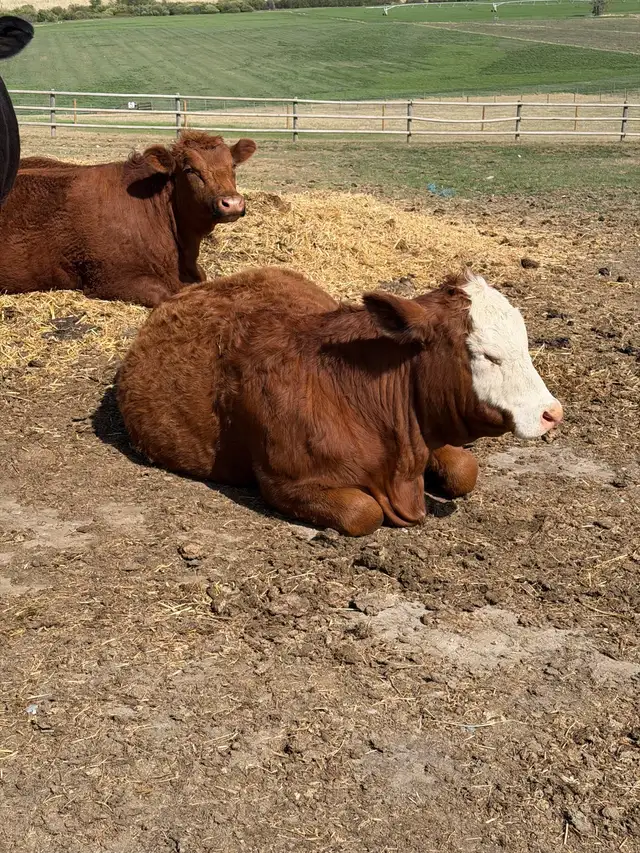 Open Yearling  Heifer - Photo 2