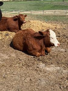 Open Yearling  Heifer - Photo 2