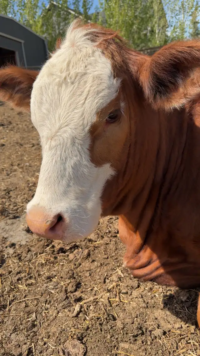 Open Yearling  Heifer - Photo 3