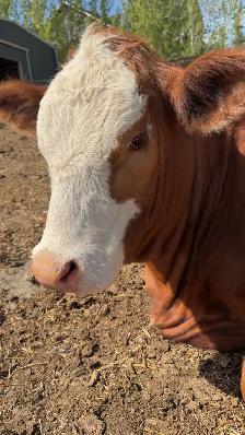 Open Yearling  Heifer - Photo 3