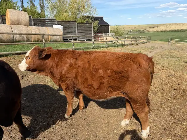 Open Yearling  Heifer - Photo 4