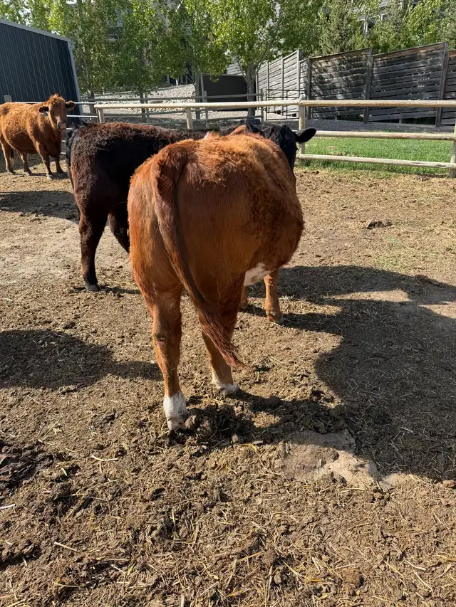 Open Yearling  Heifer - Photo 5