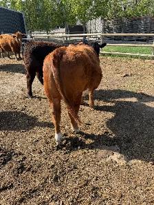 Open Yearling  Heifer - Photo 5