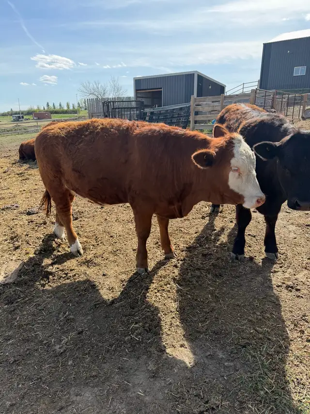 Open Yearling  Heifer - Photo 6