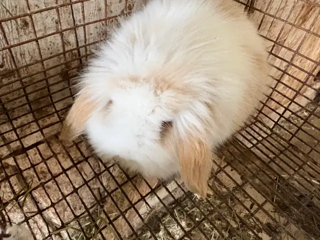 bébé lapin