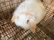bébé lapin