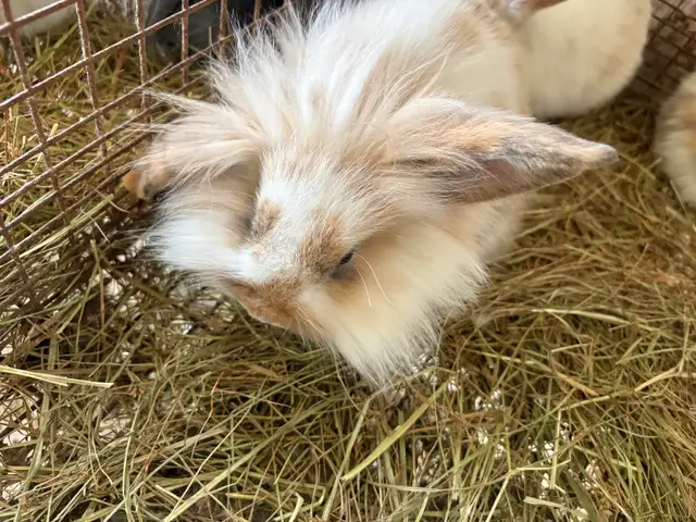bébé lapin - Photo 2