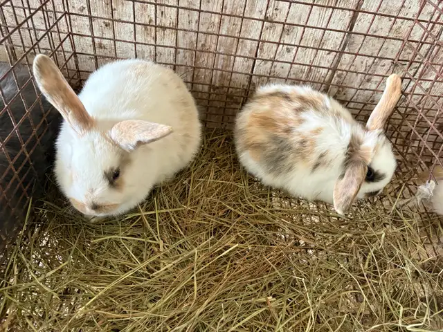 bébé lapin - Photo 3