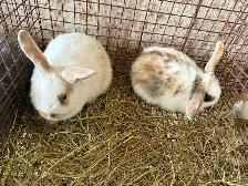 bébé lapin - Photo 3
