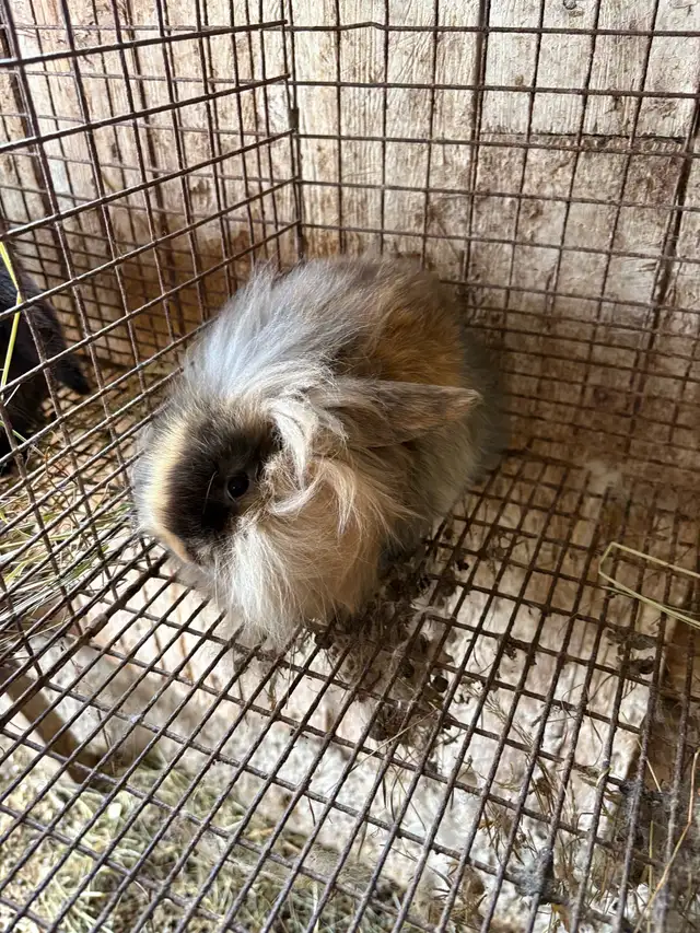 bébé lapin - Photo 4