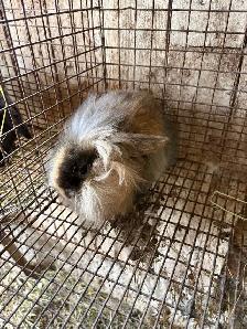 bébé lapin - Photo 4