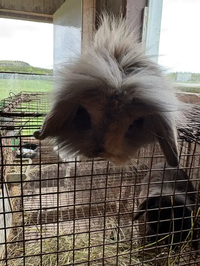 bébé lapin - Photo 5