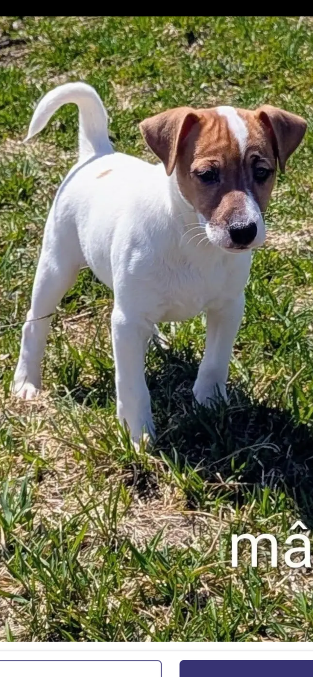 Jack Russel