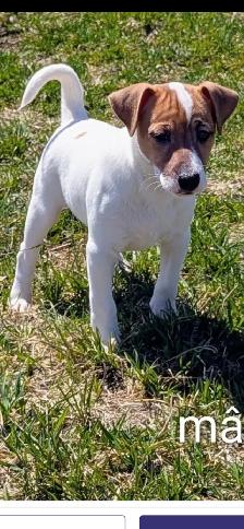 Jack Russel