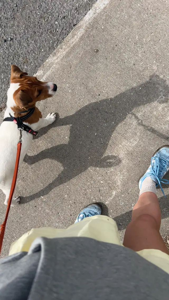 Jack Russel - Photo 2