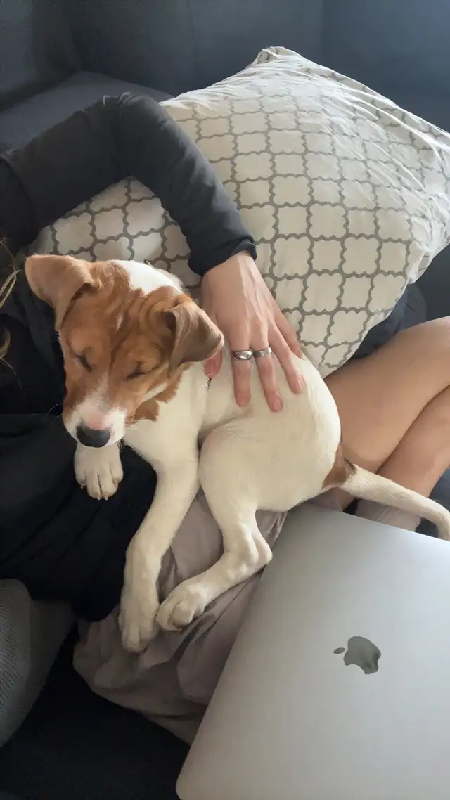 Jack Russel - Photo 3