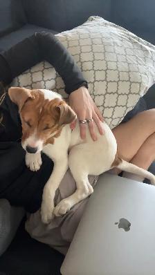 Jack Russel - Photo 3