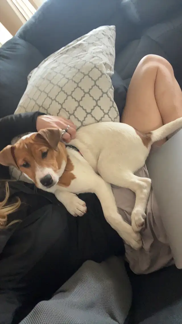 Jack Russel - Photo 4