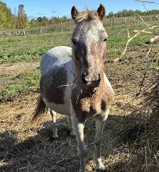 pony for sale