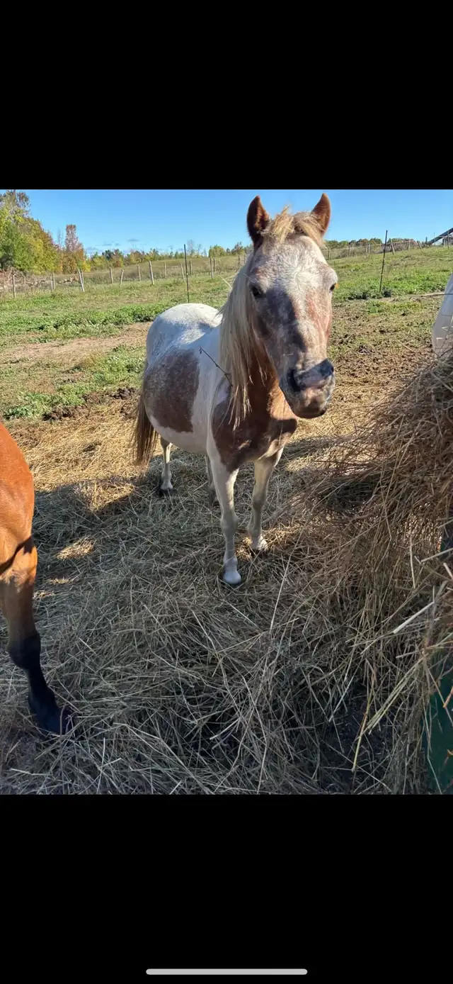 pony for sale - Photo 2