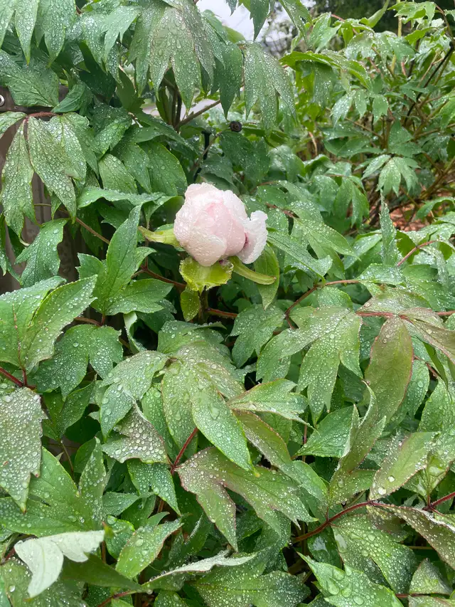 Fresh cut peonies - Photo 2