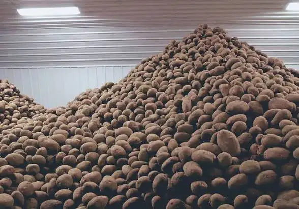 cattle feed potatoes