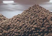 cattle feed potatoes