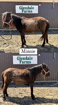 pony for sale
