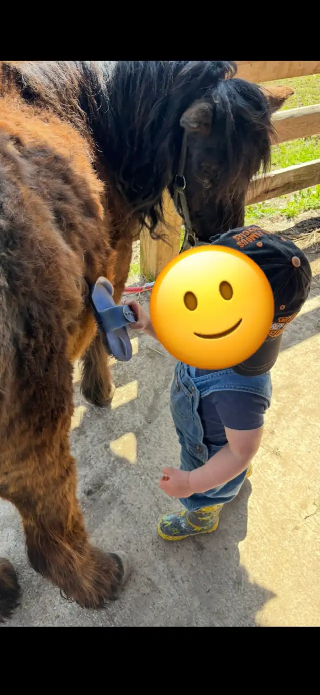 pony for sale - Photo 2
