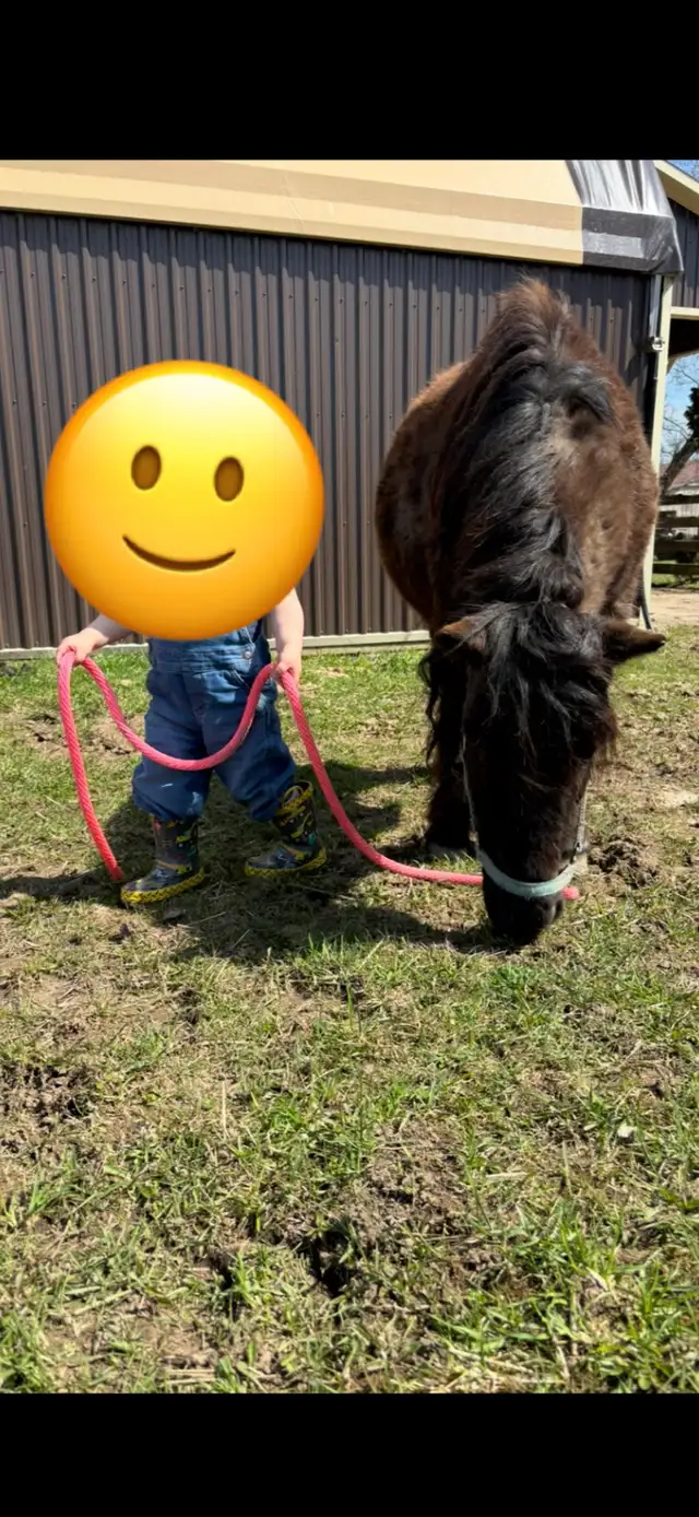 pony for sale - Photo 3