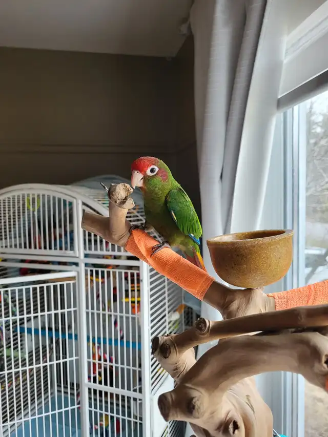Conure avec équipement