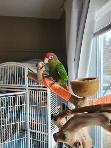 Conure avec équipement
