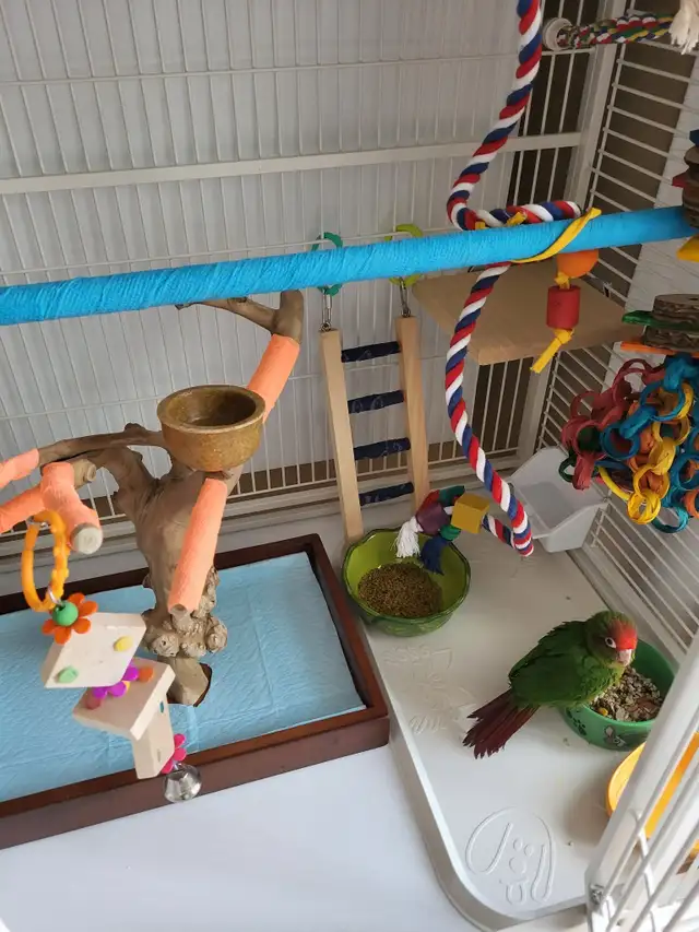 Conure avec équipement - Photo 3