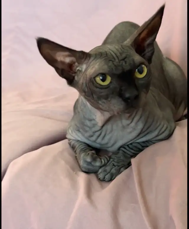 Sphynx young adult