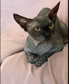 Sphynx young adult